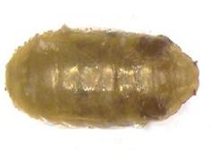 Kiraz sineği pupası